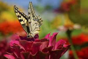Farfalla