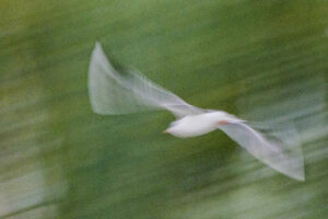 Gabbiano, volare, uccelli