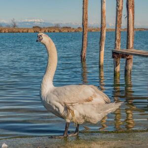 cigno, laguna di Venezia